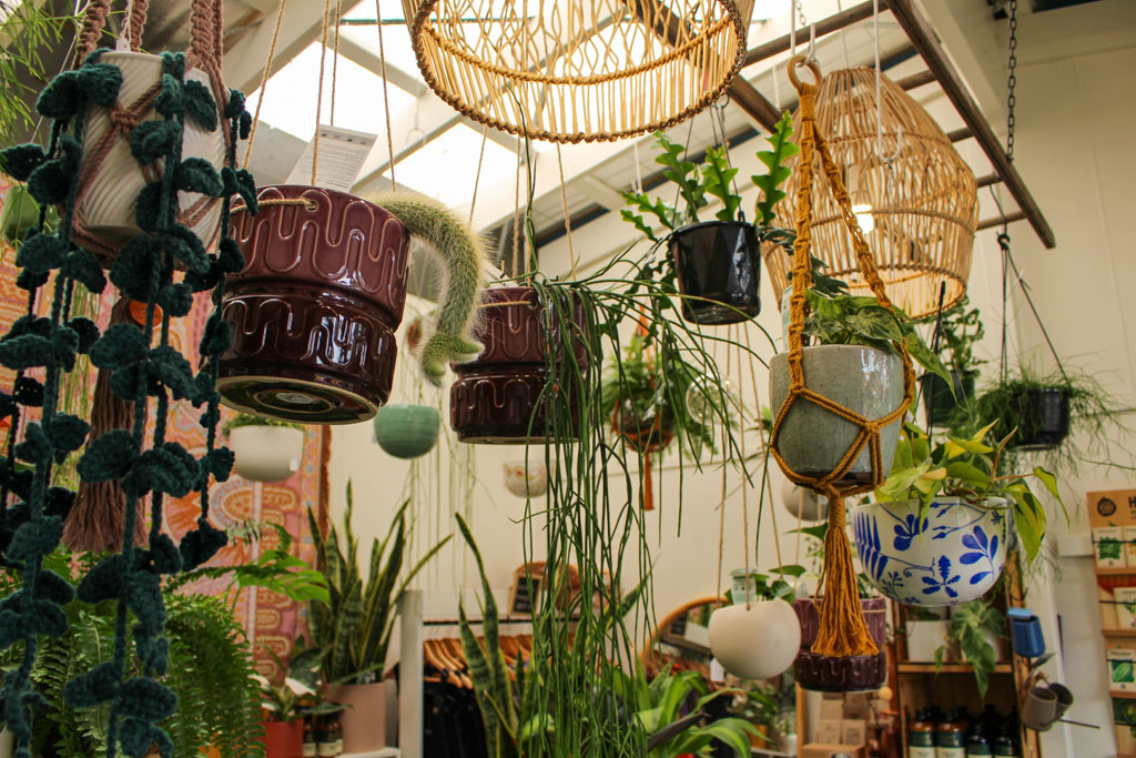 hanging plants