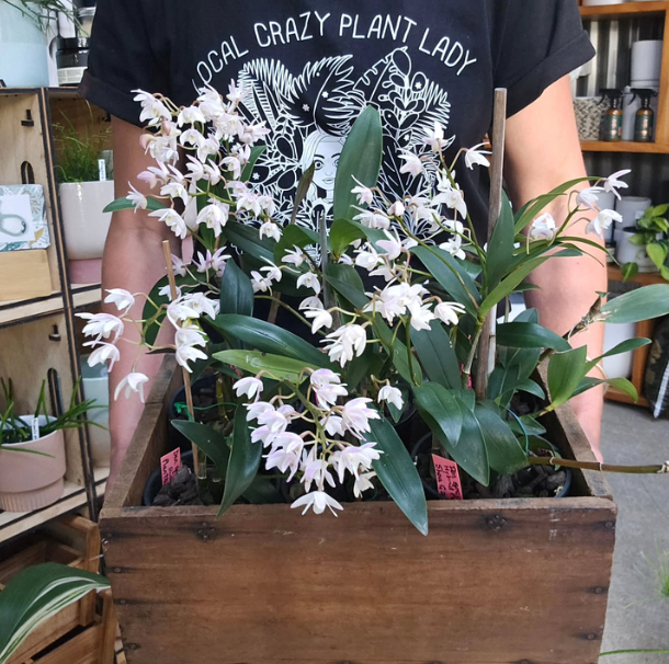 local plant lady